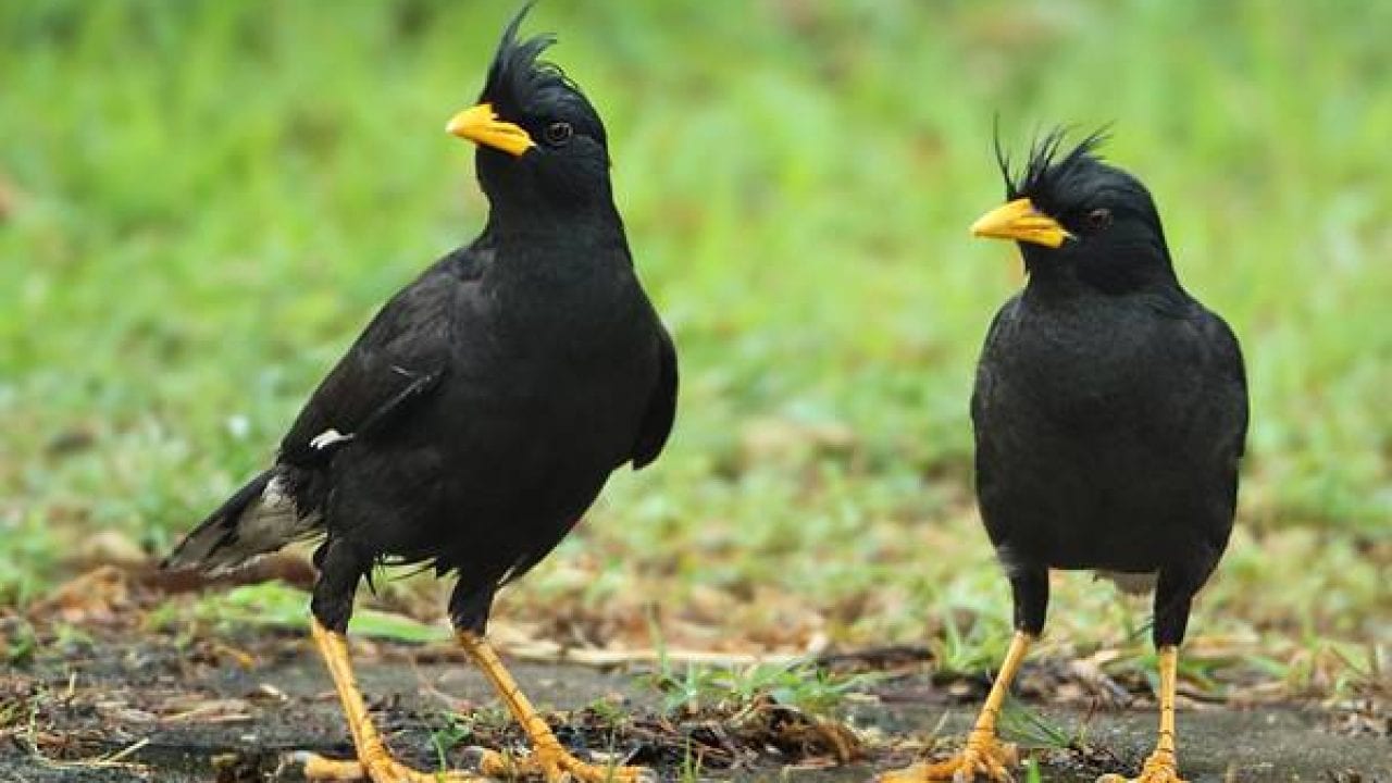 Mơ thấy chim màu đen: Ẩn dụ cho một tai họa hay may mắn?