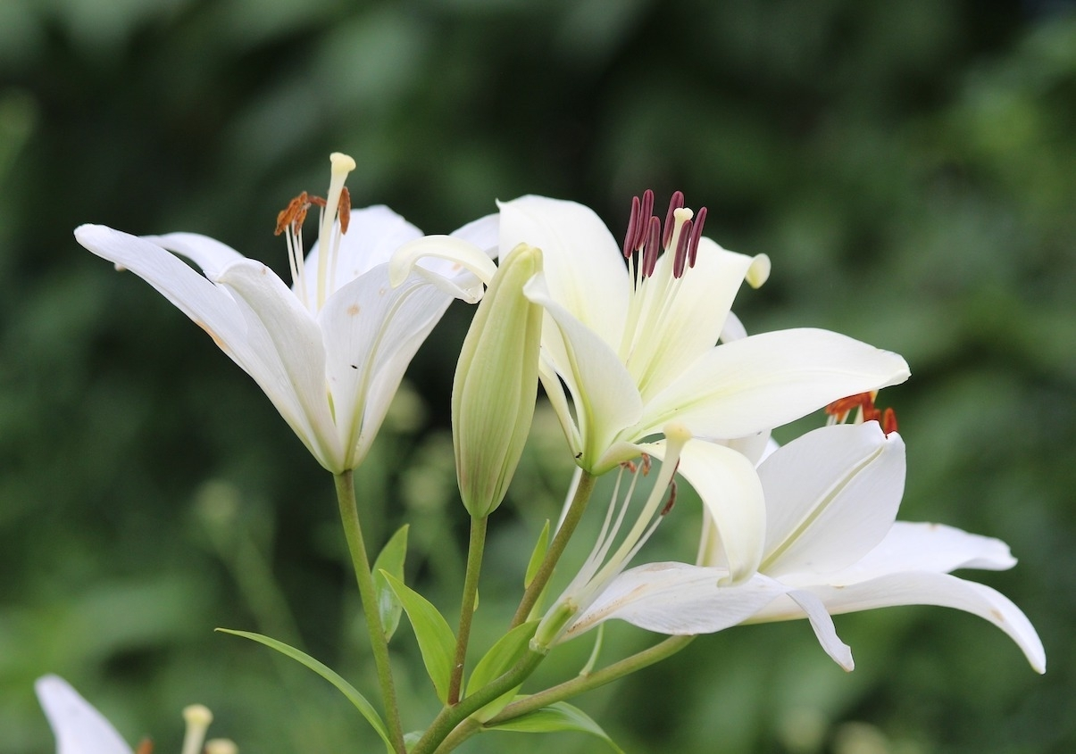Giấc mơ thấy hoa màu trắng – Đánh số đề bao nhiêu để nổ nháy đều ?