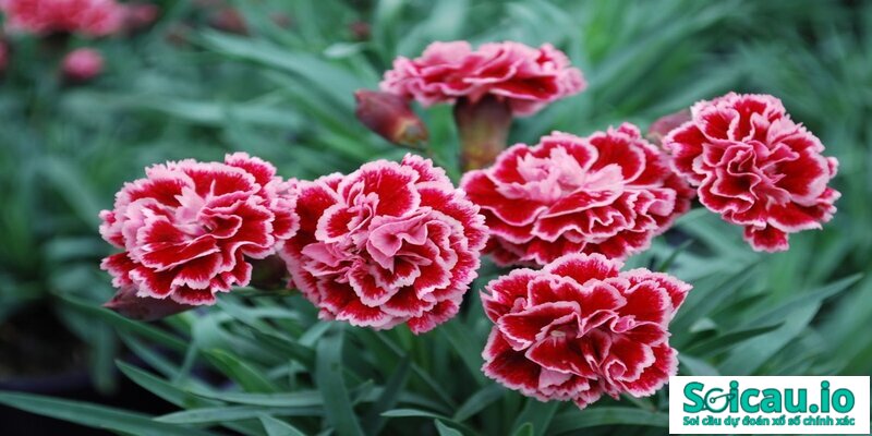 Nằm mơ thấy hoa cẩm chướng có ý nghĩa thế nào? Nên đánh số mấy?
