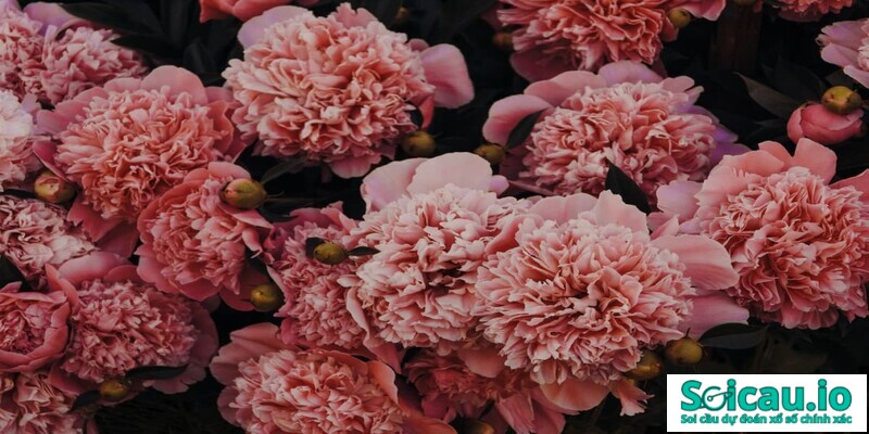 mơ thấy hoa cẩm chướng